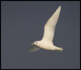 Adult Ivory Gull (Ismås - Pagophila eburnea) Svalbard 82 degr N / 20 deg E