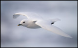 Adult Ivory Gull (Ismås - Pagophila eburnea) Svalbard 82 degr N / 20 deg E