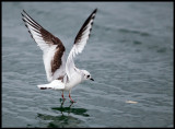 A rare view in Sweden - a juvenile Ross`s Gull (Rosenms - Rhodostethia rosea) at cker harbour