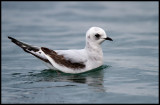 Juvenile Ross`s Gull (Rosenmås - Rhodostethia rosea) at Öckerö harbour