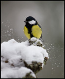 Great Tit (Talgoxe - Parus major) - Krestad