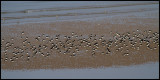 Oystercatchers (Strandskator) - Hunstanton England