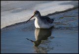 Spotted Redshank (Svartsnppa - Tringa erythropus) in winter plumage - Holland