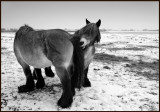 Workhorses De Biebosch - Holland