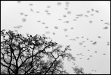 Jackdaws at dusk - Kajor