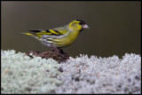 Male Siskin - Carduelis pinus) - Krestad