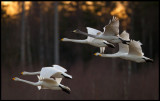 Whooper Swans (Sngsvanar) - Sdra Udde