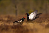 Black Grouse early spring fight