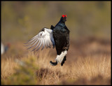 Black Grouse jumping as a part of the lek