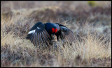 So I finally got it....... Mating Black Grouse at the lekking place