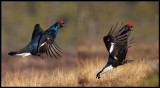 A male Grouse is jumping to impress some females (2 photos)