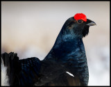 Black Grouse male