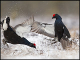 Bitterly cold and snowstorm during Easter but the Black Grouse does not care