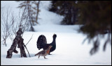 A male Capercaillie courting a female bird