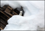 Stoat in beautiful winter fur