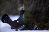 Capecaillies display very early in the morning