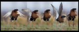 Male Ruff dancing at lekking place (5 pictures collage)