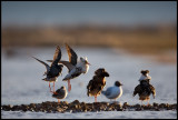 Migrating Ruffs gathering on a temporary lekking place