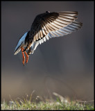 The last Ruff (?) in Liminka trying to impress on passing females
