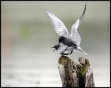 Black Terns (Svarttrnor) mating - Kristianstad Vattenrike