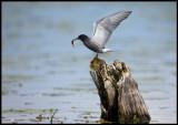 Black Tern (Svarttrna) with fish - Kristianstad Vattenrike