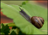 What comes after this steep hill? Snail in my garden at home
