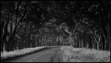 The alley at Albrunna - Öland