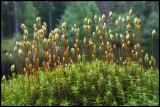 Björnmossa med sporhus (Polytrichum communae) - Mattmar