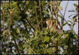 Grshoppsngare (Grasshopper Warbler) Hammarsjn