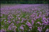 Field with Ragged Robins (Gökblomster - Silene flos-cuculi) Kalvsvik