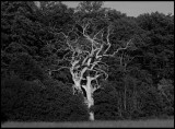 Dead Oak - Blekinge