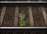 Dandelion always survive - Railway in Hallsberg
