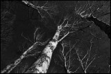 Birches in Ottenbylund - Öland