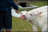 Milk is made for babies..... (Öland)