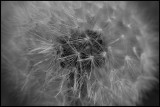 Taraxacum in B&W