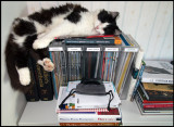 Morris resting (tired of all photo magazines)