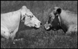 Relaxing cows - Parboäng Öland