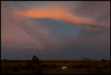 Cow near Allvaret at dusk - Mysinge