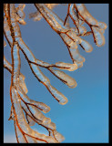 Tree on Smaland highland - Klavrestrm