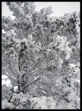 Frozen pine in Dalarna