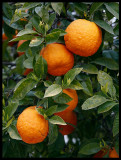 Orange tree in Arroyo de la Luz