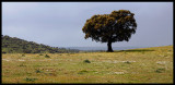 Tree close to Portugise border