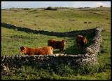 Cows near Alcantŕra