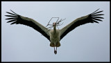 White stork building a nest - Arroyo de la luz