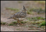 Thekla lark