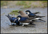 House & Sand Martin