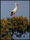 The nest tree