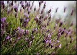 Roadside flowers - Arroyo