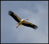 White stork