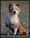 El perro......a curious little dog - Spain